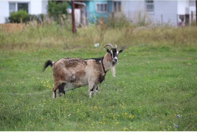 Жительница Мордовии «продала» козу за 9 тысяч рублей