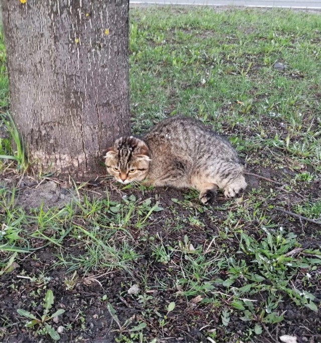 Кошка с ОХД как-то оказалась на улице. Вот тебе и «порода»