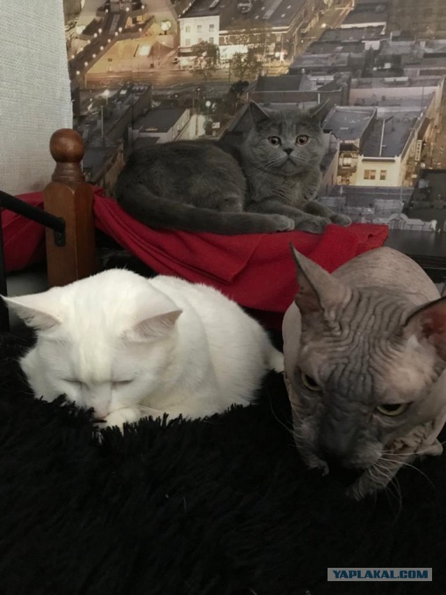 Про кошек и цыплят