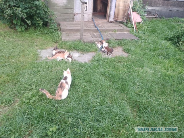 Жизнь домашнего приюта для котеек 552