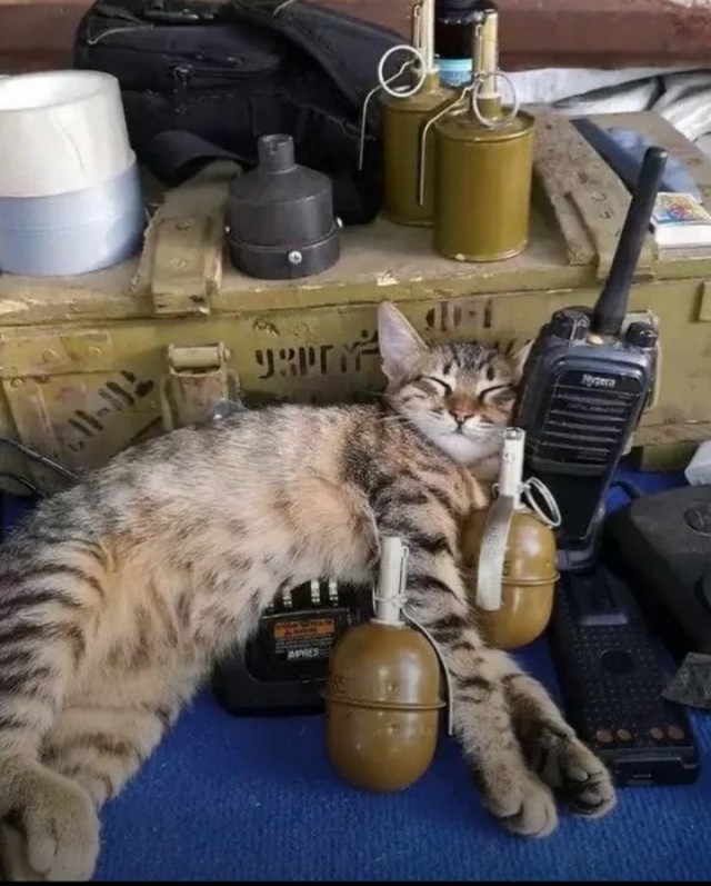 Просьба резко не будить!