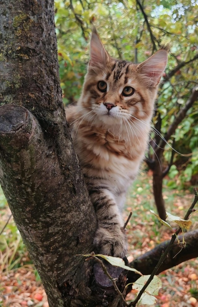 Котовторник. Дорофей!