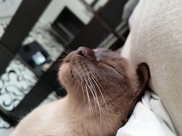 Котовторник. Где коты? Мой вот!