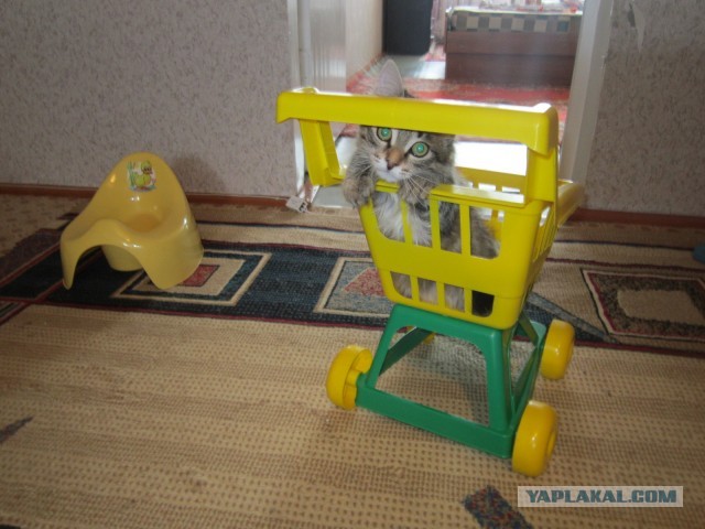 Спасение Котенка