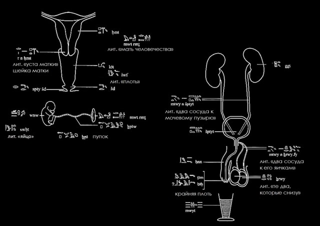 Медицина в Древнем Египте - часть 3