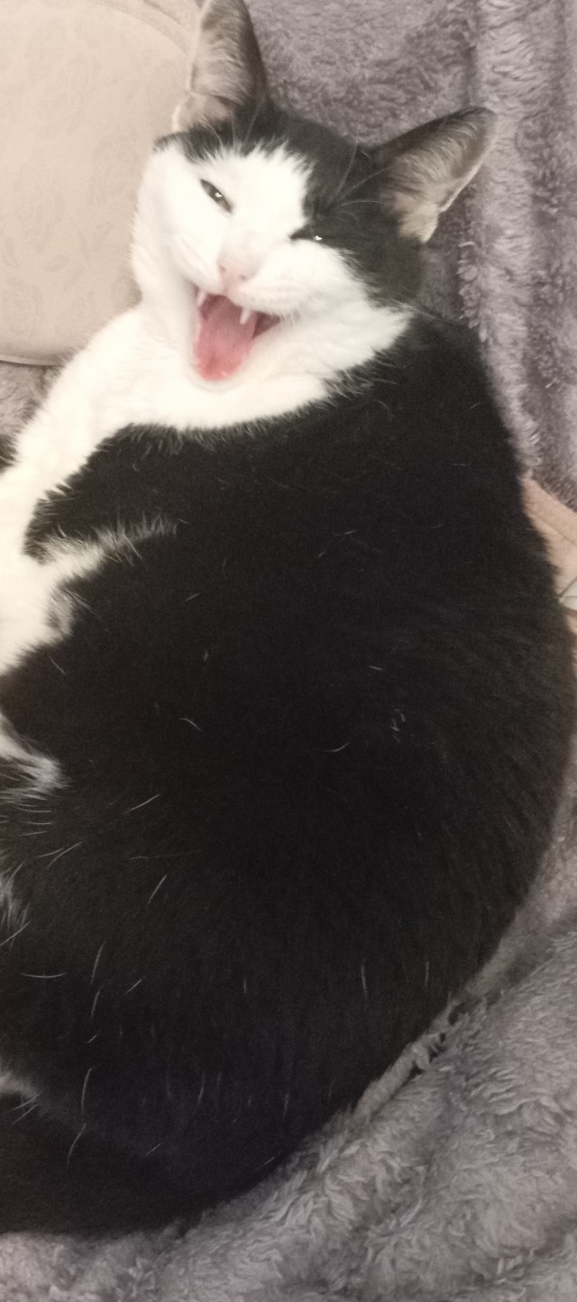 Котовторник же!