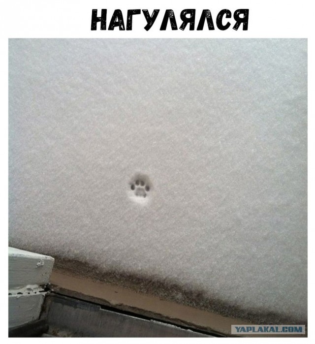 Шерстяные на снегу, пушистые на белом...