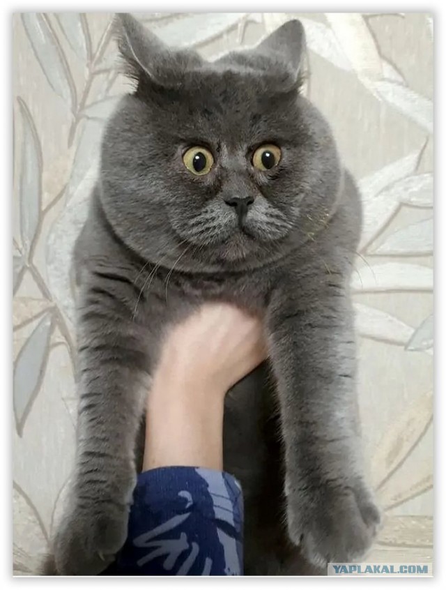 А кто такой Федор?