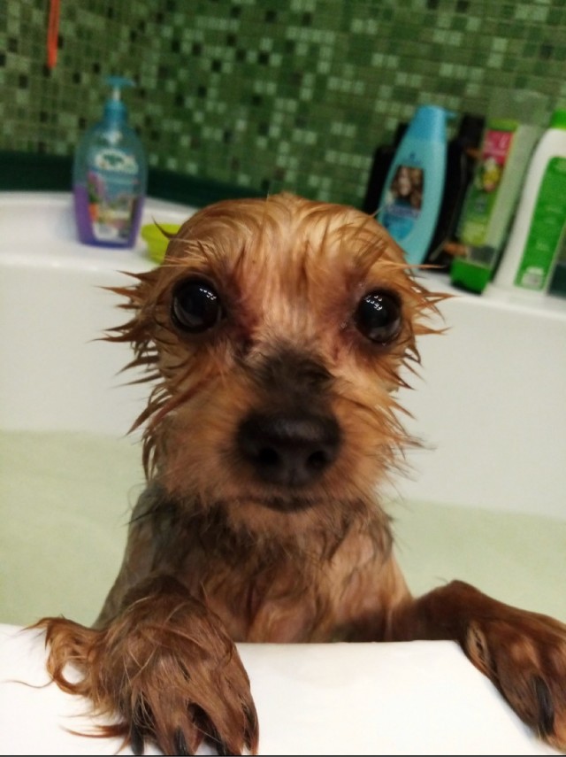 Давай купим собачку