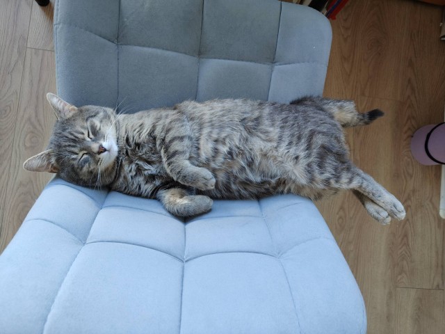 Кота с дачи забрал