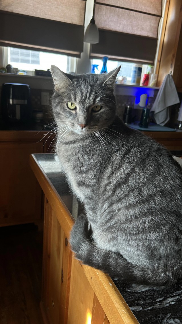 Рандомных фото котов тред