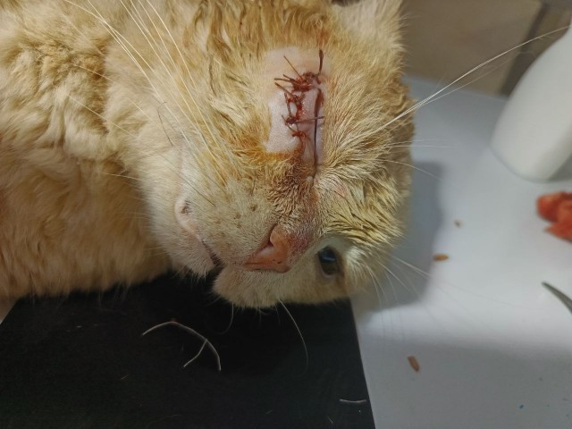 У кота завтра операция