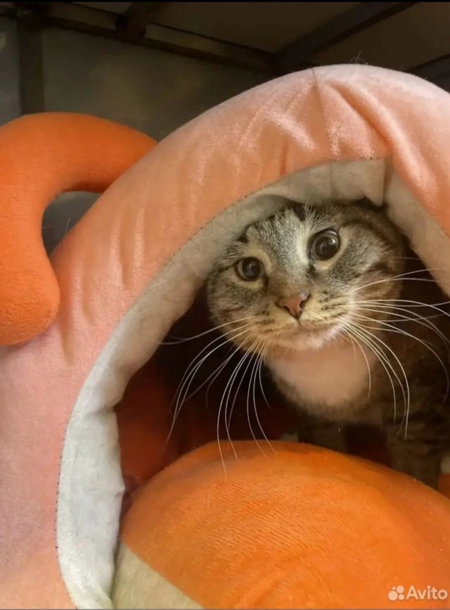 Подборка кошачьих, которые стали никому не нужны