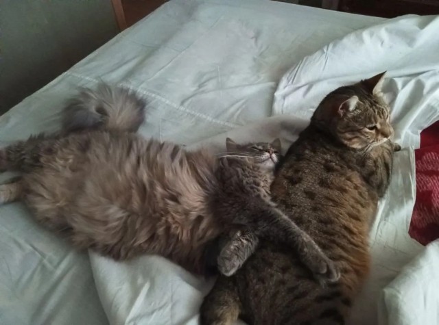 Котовторник. Моё зверьё