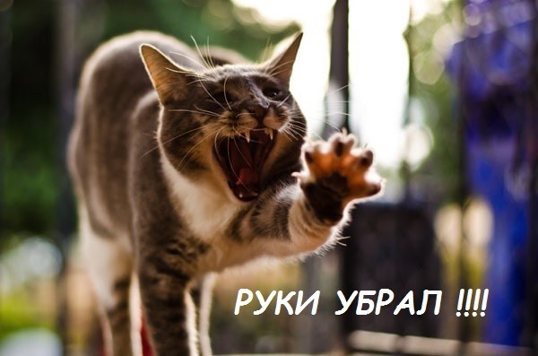 Частые объятия хозяев с кошками грозят питомцам страшными последствиями