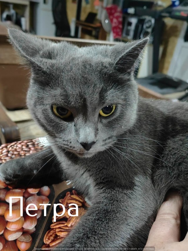 Жизнь домашнего приюта "Котоленд" 549