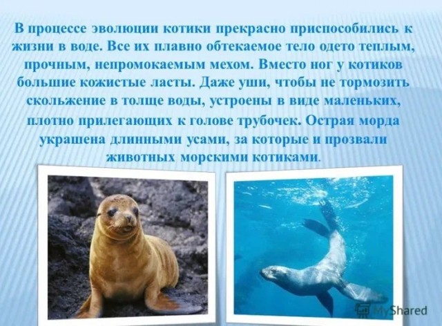Котики и в воде поцарапают