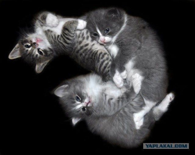 Котовторник  10.12.2013
