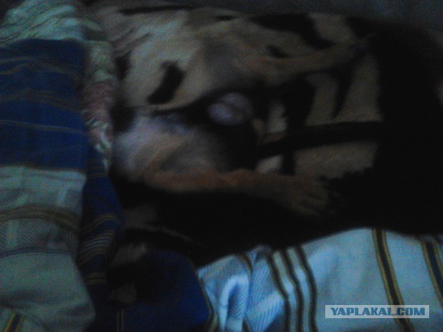 В мире животных