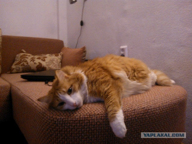 Котовторник 04.03.2014