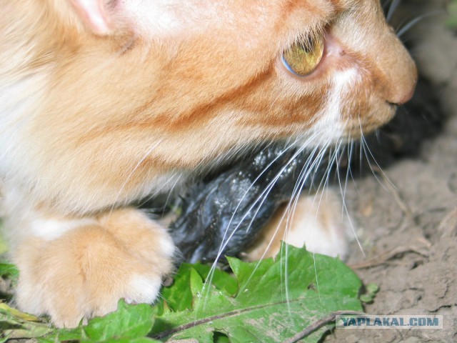 Котовторник 01.04.2014