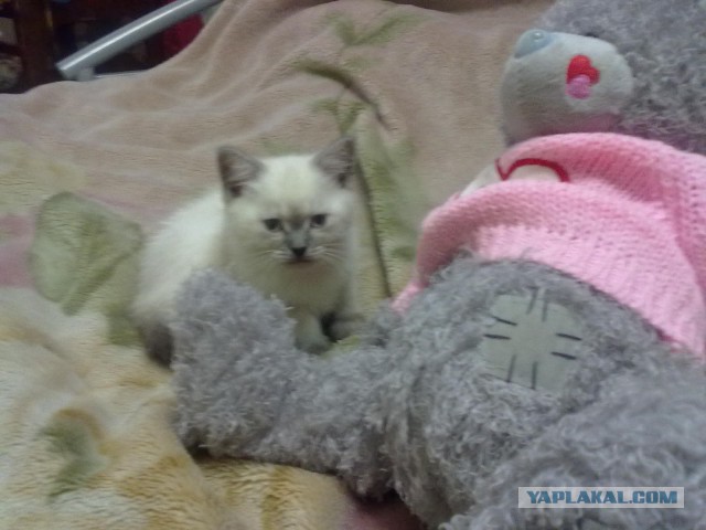 Котовторник  08.04.2014