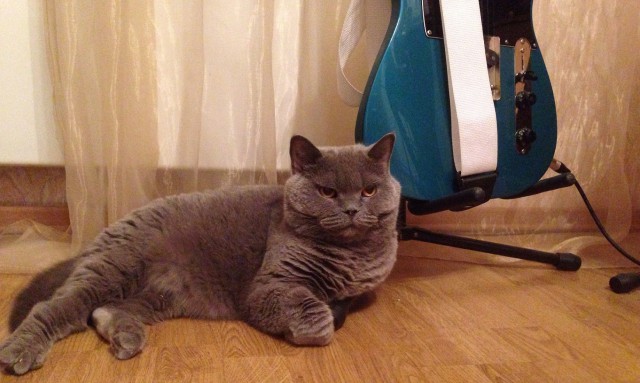 Котовторник   15.04.2014