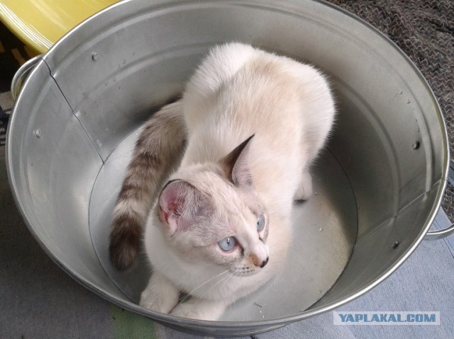 Котовторник  08.07.2014