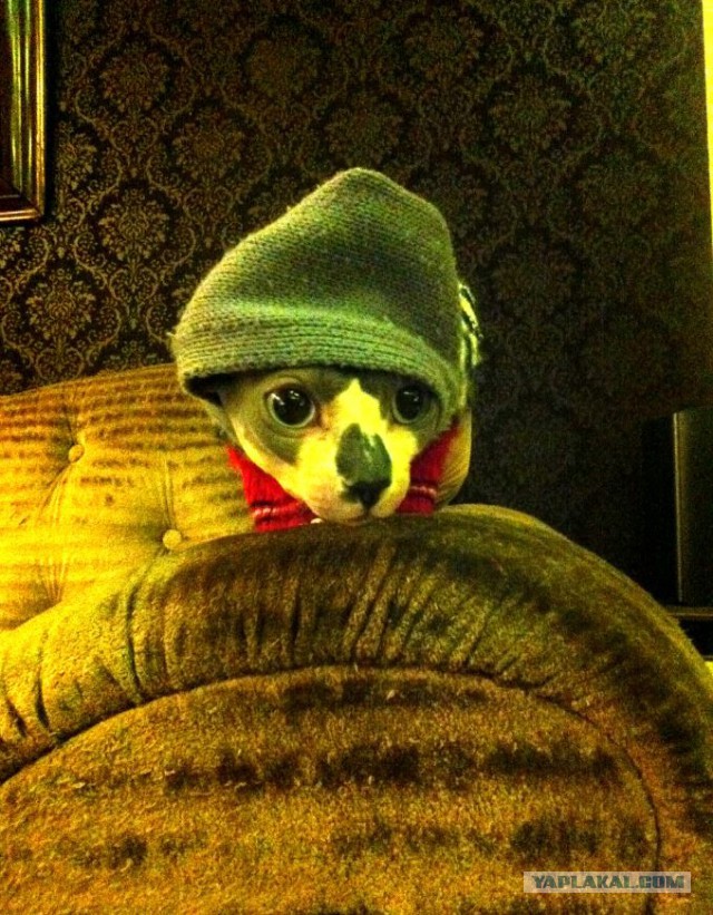 Мой кот Шива !