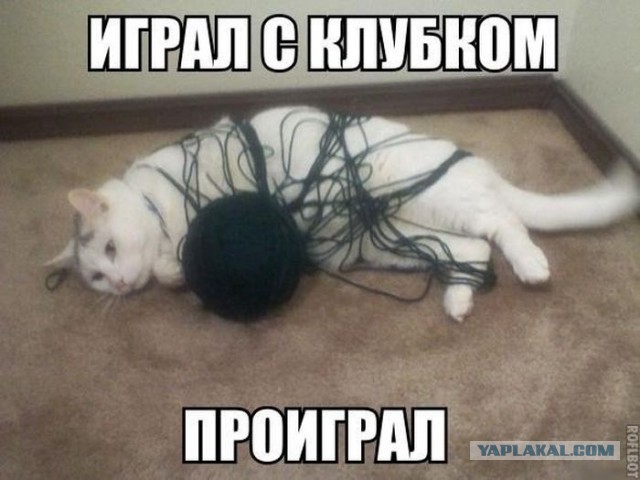 Котовторник 30.09.2014