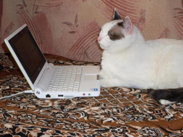 Рисованный котовторник