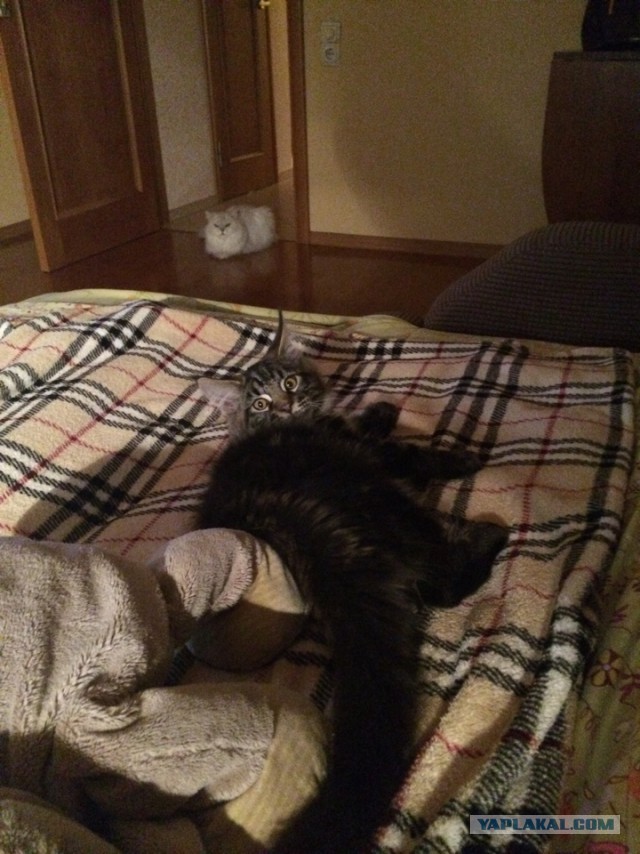Котовторник 20.01.2015