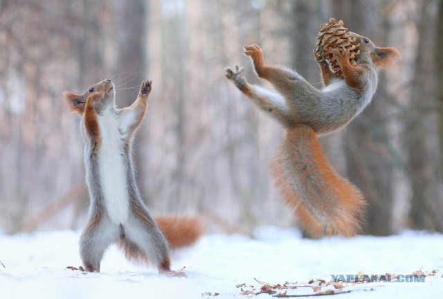 Без фотошопа