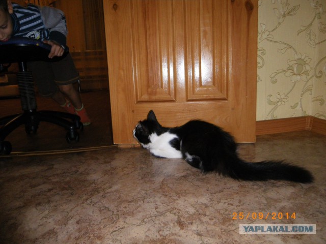Котовторник