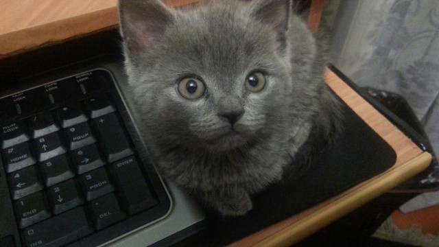 Котовторник