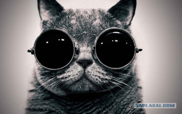 Котовторнику посвящается.