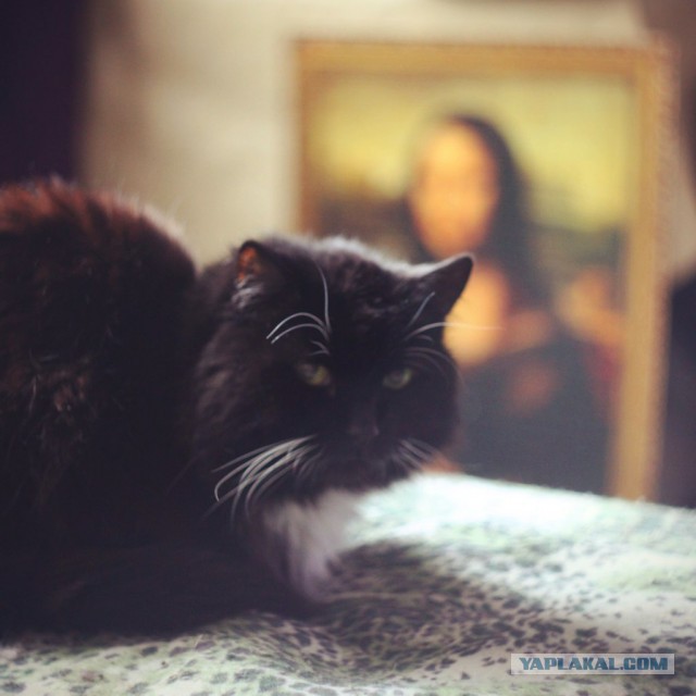 О кошачьих кличках.