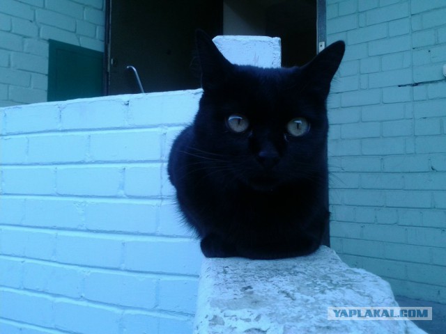 Котовторник 7.07.2015