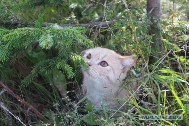 Котовторник наступил!:)