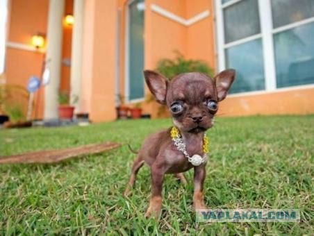 Жена завела сторожа на дачу