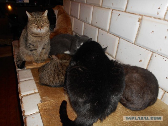 Жизнь домашнего приюта для котеек 95