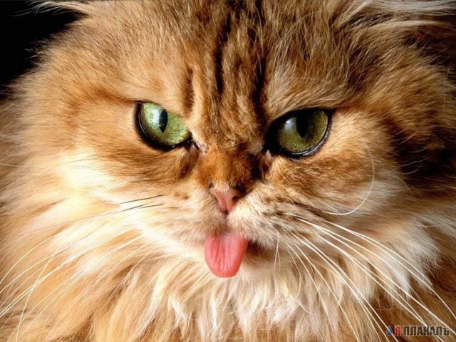 Коты, кошки, котята
