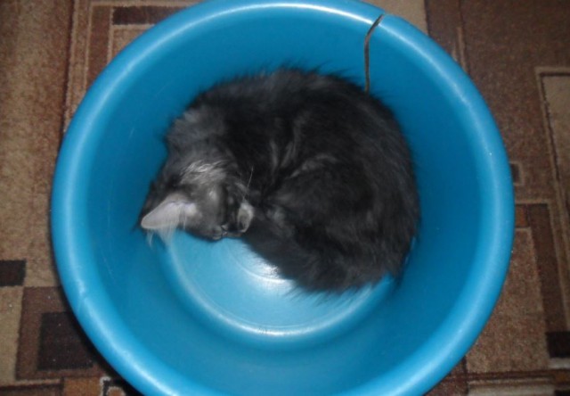Котовторник 16.02.16