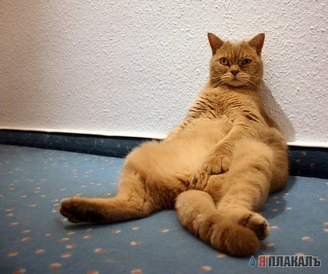 Коты, кошки, котята