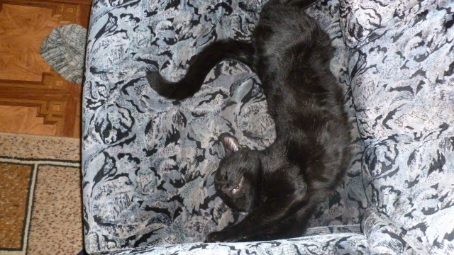 Кошка, которая спит не там (котовторнику посвящается)