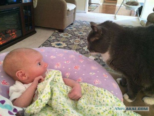 Забавные и интересные фотографии, сделанные в нужный момент