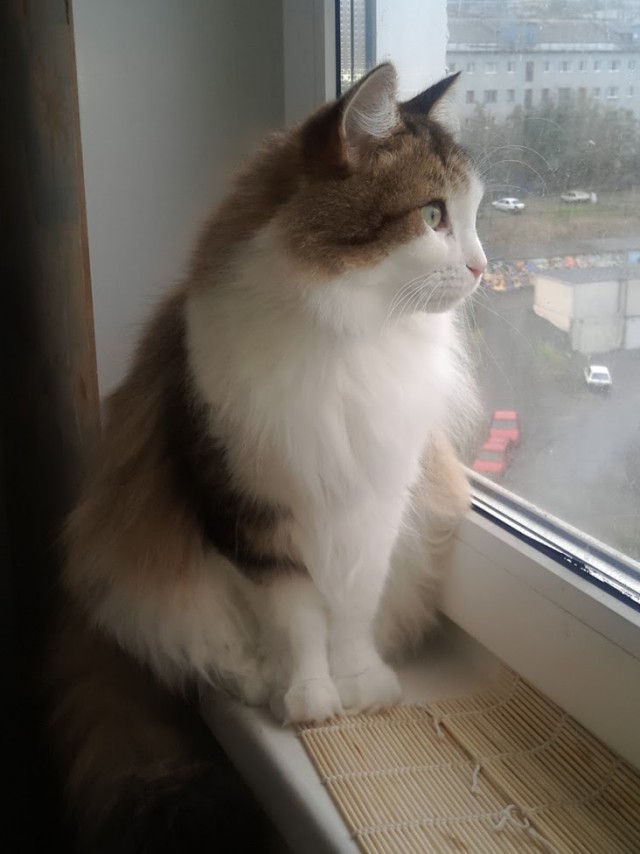 Про моего котика: нежного, злого, вредного