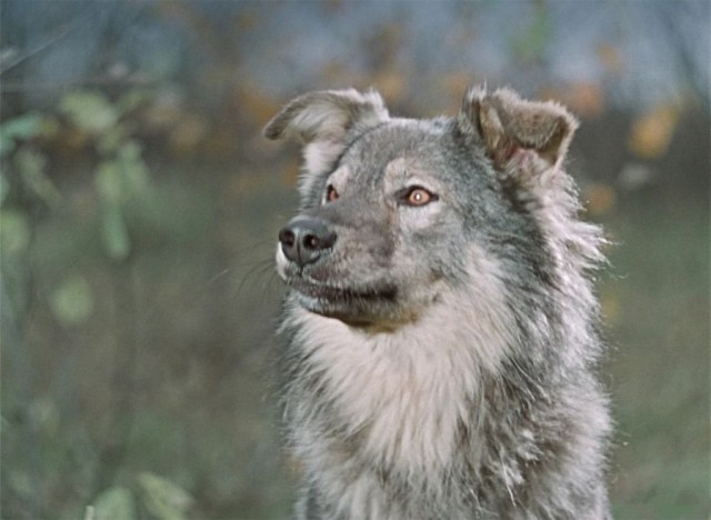 Как Леонид Гайдай "Пес Барбос и необыкновенный кросс" снимал