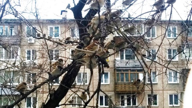 Чиабатта, один из многих вариантов