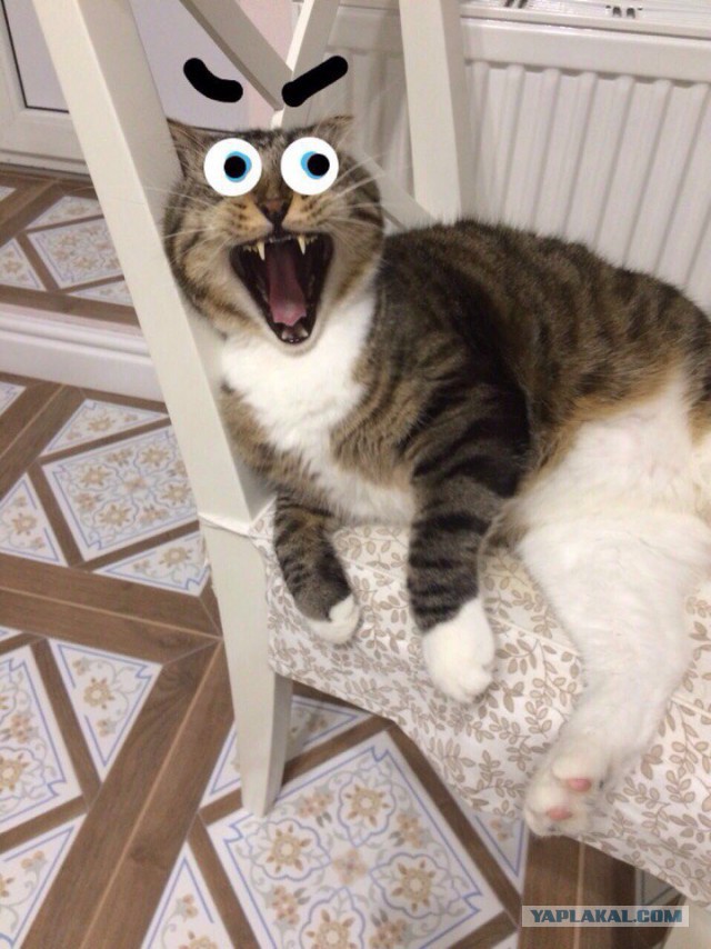 Когда котик зевнул не вовремя...